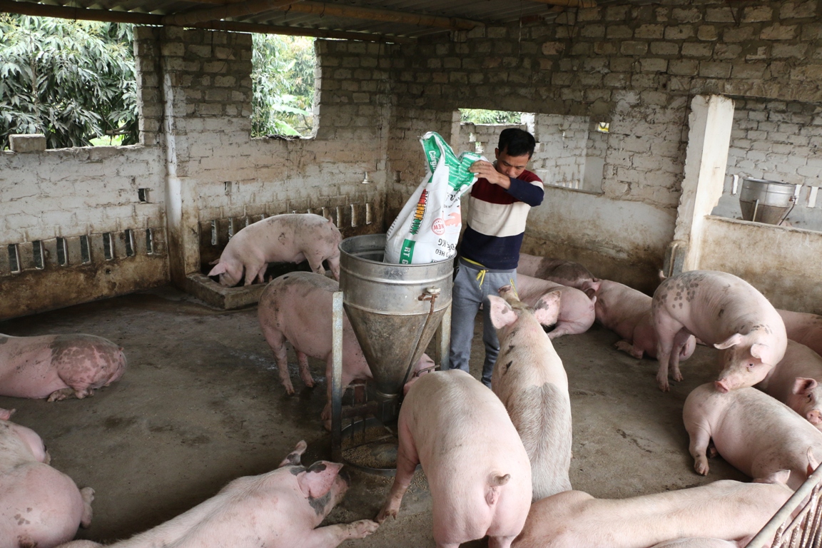 Mô hình chăn nuôi lợn an toàn của gia đình ông Bùi Thanh Lâm, phường Phương Nam (TP Uông Bí) mỗi năm cung cấp ra thị trường 600 - 700 con lợn thịt thương phẩm.