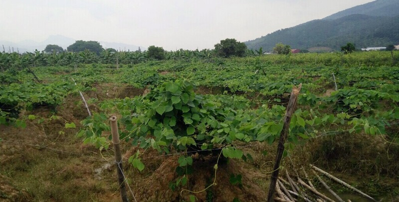 Vùng nguyên liệu trồng cây sắn dây của HTX tại thôn Bến Triều, xã Hồng Phong (TX Đông Triều)