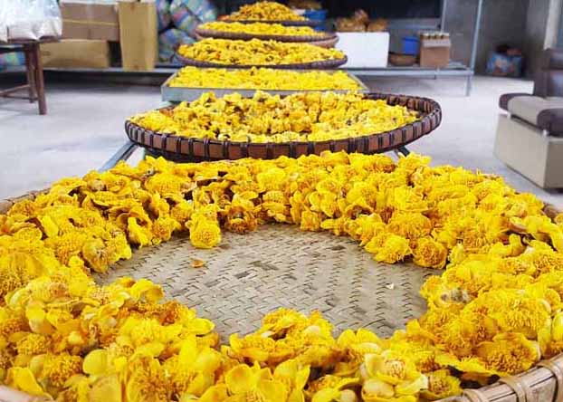 Sản phẩm trà hoa vàng được thu hoạch tại xã Đạp Thanh, huyện Ba Chẽ