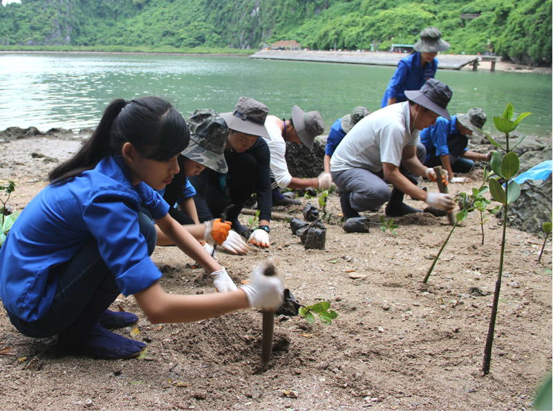 Các tình nguyện viên trồng rừng ngập mặn tại khu vực hang Đầu Gỗ, Vinh Hạ Long. Ảnh: Ngỗ Yên (CTV)