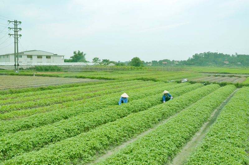 Cánh đồng rau ở phường Cộng Hoà, TX Quảng Yên thuộc Dự án Sản xuất rau theo chuỗi cung ứng thực phẩm an toàn do Công ty CP Đầu tư và Xây dựng Việt Long  làm chủ đầu tư.