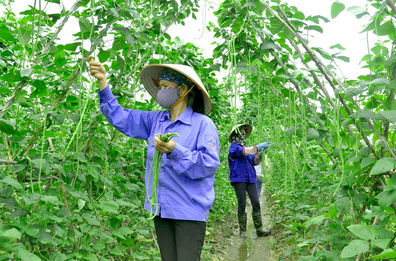 Nông dân phường Cộng Hoà, TX Quảng Yên thu hoạch đỗ trên cánh đồng thuộc Dự án Sản xuất rau theo chuỗi cung ứng thực phẩm an toàn.