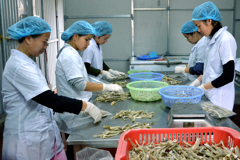 Đóng gói sản phẩm cá đục khô tại Công ty TNHH Thương mại và thủy sản Quảng Ninh (ảnh minh họa)- Ảnh: Tạ Quân).