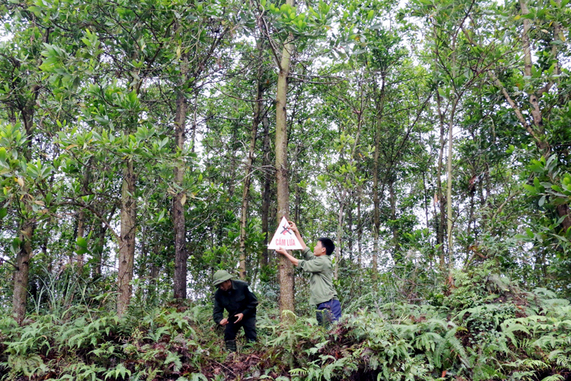 Công nhân Côn ty TNHH MTV lâm nghiệp Tiên Yên kiểm tra các biển cảnh báo cháy nhằm giữ rừng. Ảnh Phạm Tăng