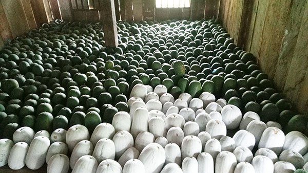 Hàng tấn quả bí tồn chưa bán được bảo quản tạm trong nhà ở xã Yến Dương.