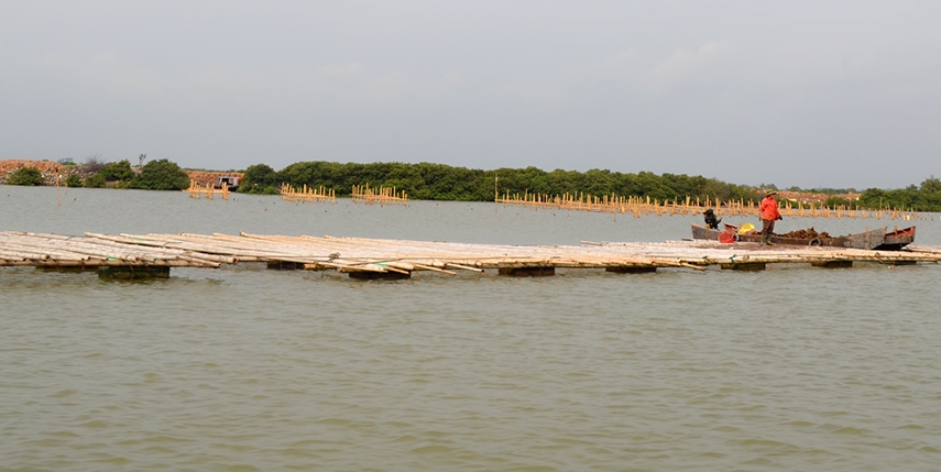 Người dân phát triển nuôi hàu tự phát tại khu vực sông Hốt, TX Quảng Yên