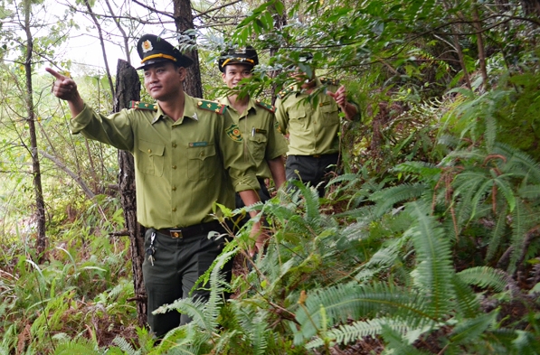 Lực lượng Kiểm lâm TP Móng Cái tuần tra, kiểm soát rừng