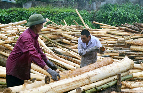Công ty TNHH MTV lâm nghiệp Ba Chẽ chế biến dăm gỗ từ nguồn nguyên liệu rừng trồng của mình