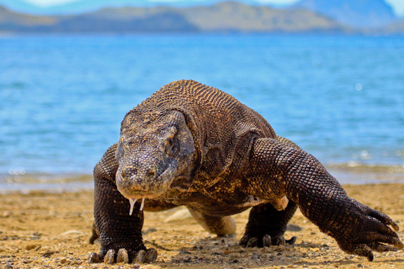 Đảo Padar là một trong những hòn đảo bảo tồn loài rồng Komodo (Varanus komodoensis). Loài động vật thuộc họ thằn lằn này xuất hiện từ hàng triệu năm trước, lang thang khắp Australia, sau đó di cư về phía Tây quần đảo Indonesia. Nhưng phải mãi cho đến đầu thế kỷ 20, các nhà khoa học mới tiếp cận được loài rồng này.