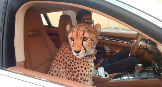 Tại Dubai, người dân nuôi thú cưng là hổ, báo... bên cạnh chó, mèo như ở các quốc gia khác trên thế giới. Đôi khi, người dân nước này cũng bọc vàng cho toàn bộ siêu xe của mình. Ảnh: Green Prophet.