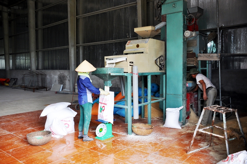 Công nhân HTX Hoa Phong đóng gói sản phẩm gạo nếp cái hoa vàng