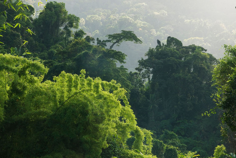 Rừng Madagascar (Đông Phi): Những khu rừng khuyên sinh của Madagascar nổi tiếng với độ đa dạng sinh học và khung cảnh hiếm có. Chúng được dự đoán sẽ chỉ tồn tại trong 35 năm tới do cháy rừng và sự tàn phá trên diện rộng của con người. Ảnh: Carbon Brief.