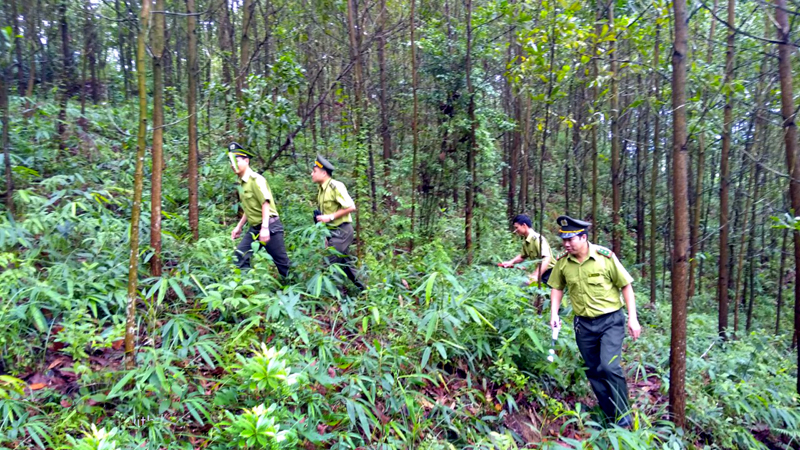 Cán bộ, chiến sĩ Hạt Kiểm lâm huyện Đầm Hà tổ chức tuần tra, kiểm soát bảo vệ rừng.