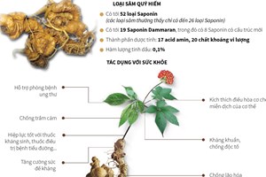 Loại sâm tốt nhất thế giới chỉ có ở Việt Nam
