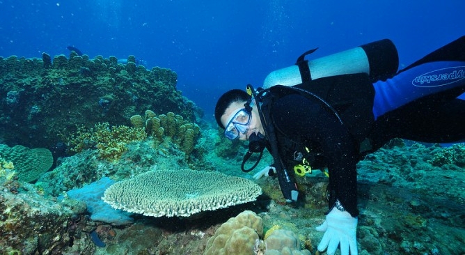 Du khách lặn biển ngắm san hô tại khu vực viển Hồng Vàn. Ảnh HVG travel