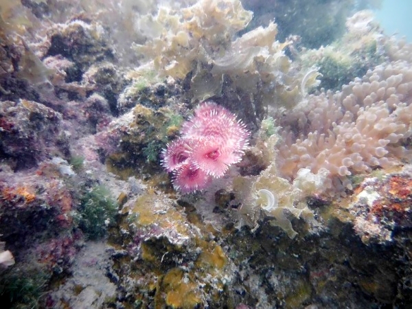 Các rạn san hô tại Cô Tô là nơi trú ngụ, sinh sản và phát triển của nhiều loài sinh vật biển