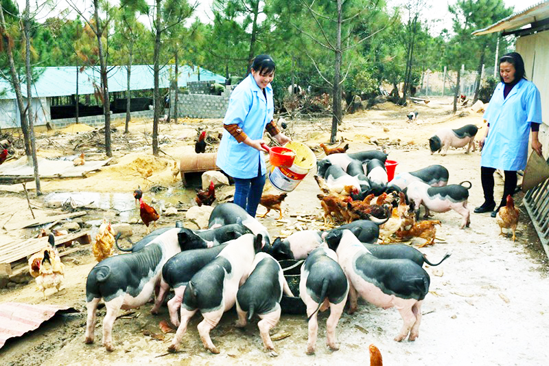Mô hình nuôi lợn sạch tại TP Móng Cái