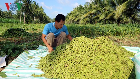 Trái đậu nành rau được trồng tại huyện Cù Lao Dung, tỉnh Sóc Trăng.