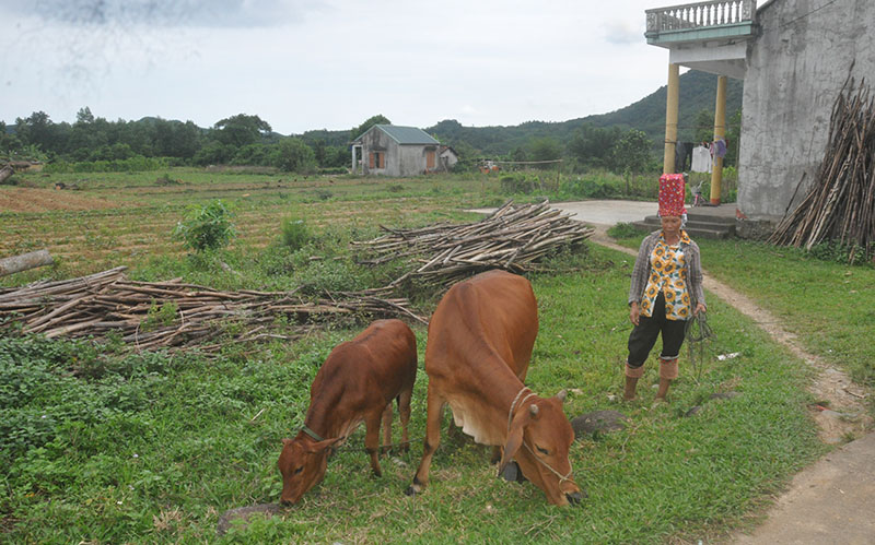 Đựợc hỗ trợ bò giống, và vay vốn đến nay gia đình bà Tằng Sám Múi, thôn 3, xã Quảng Sơn đã thoát khỏi hộ nghèo một cách bền vững.