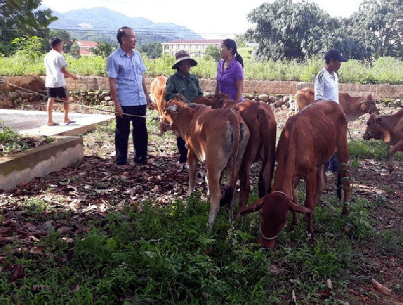 Hội Nông dân tỉnh hỗ trợ 20 hộ nghèo tại xã Quảng Đức mỗi gia đình 1 con bò giống để phát triển sản xuất, giảm nghèo..