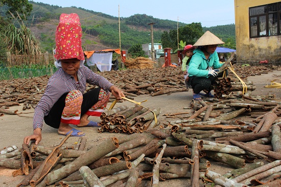 Quế là cây trồng chủ lực của đồng bào dân tộc xã Quảng Lâm, huyện Đầm Hà.