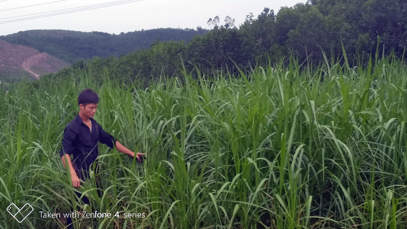 Từ mô hình trồng cỏ VA06 của gia đình anh Tằng Dảu Quay, người dân thôn 1, xã Đường Hoa đã phát mở rộng diện tích trồng cỏ phát triển chăn nuôi lên hơn chục ha.