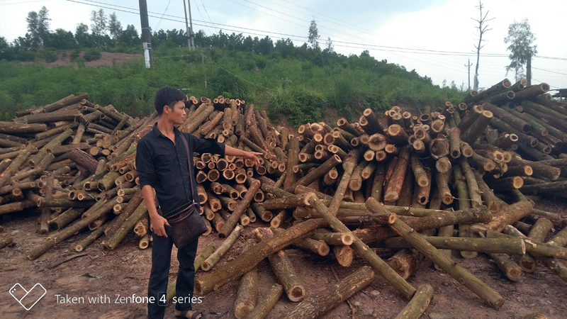Ngoài phát triển trồng trọt, chăn nuôi, Tằng Dảu Quay còn trồng rừng, làm nghề thu mua gỗ keo để phát triển kinh tế.