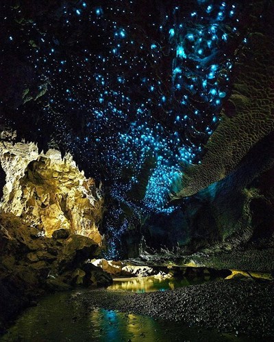 Hang động Waitomo Glowworm, New Zealand. Trần của hang động này trông giống như một bầu trời đầy sao