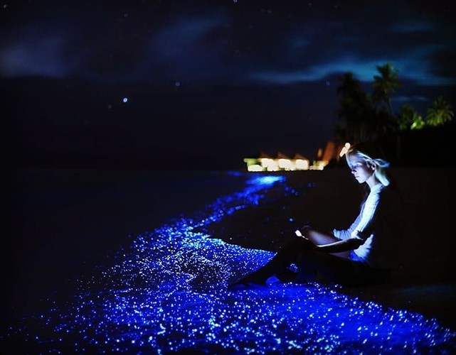   Đảo Vaadhoo ở Maldives được bao quanh bởi một 'biển sao' phát sáng nhờ vào một loại thực vật phù du nào đó.