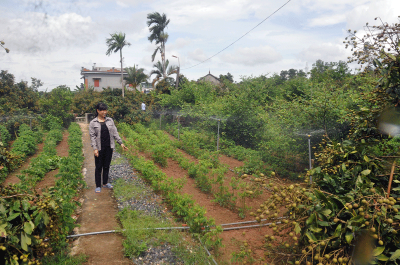  Phấn đấu đến cuối năm nay, thành phố Móng Cái có 100 vườn mẫu đạt chuẩn.