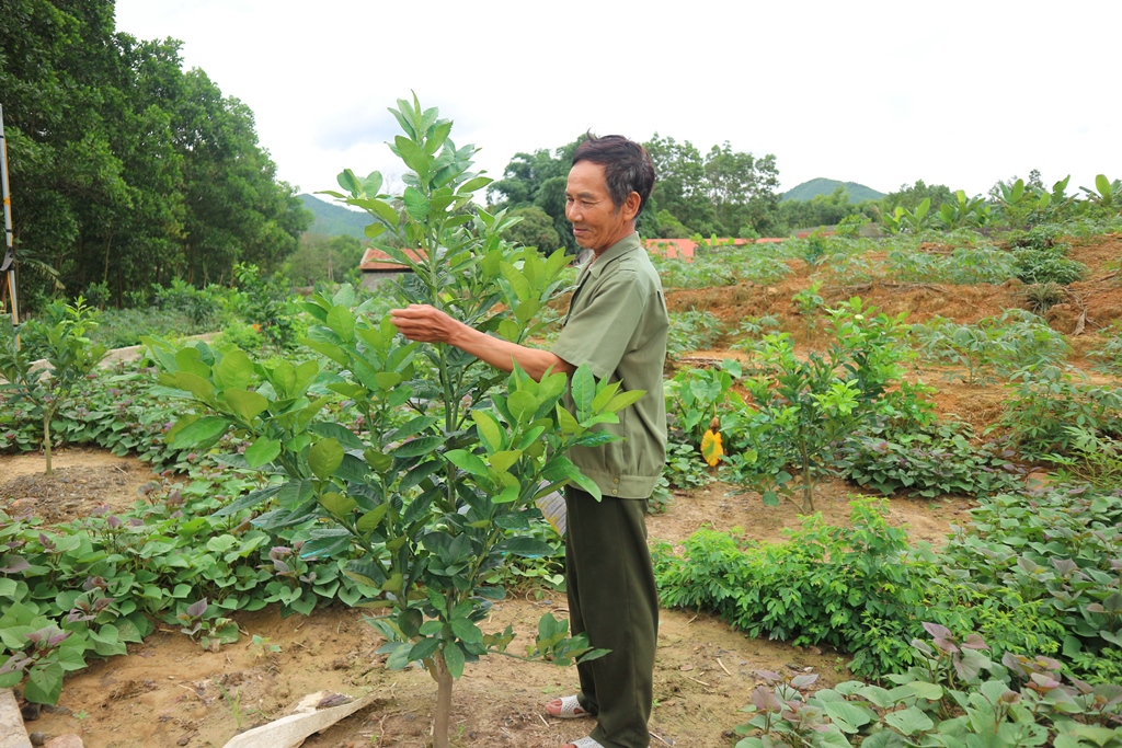 Ông Đoàn Hải Cường, thôn 2, xã Quảng La đang chăm sóc vườn mẫu của gia đình