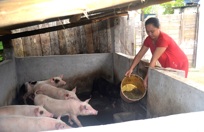 Sau khi được qua lớp kỹ thuật chăn nuôi, bà Tô Thị Hường, thôn Sơn Hải, xã Nam Sơn đã căn nuôi đàn lợn được tốt hơn