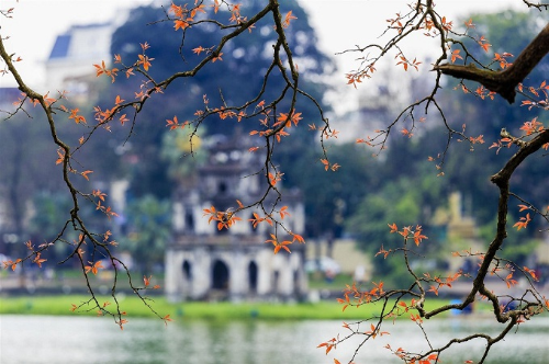 Nhắc đến mùa thu Việt Nam không thể không nghĩ ngay đến Hà Nội. Du lịch Hà Nội vào mùa thu, du khách không chỉ được cảm nhận sự thay đổi của thiên nhiên, mà còn được thưởng thức những đặc sản rất riêng mà không nơi nào có được như: cốm làng Vòng, sấu chín... Ảnh: Shutterstock.