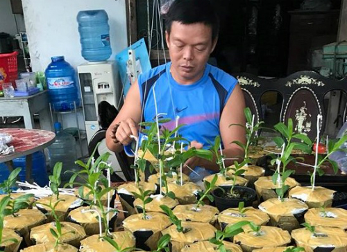 Anh Tuyên đang tiếp tục nhân giống các cây lan quý để bán ra thị trường. Ảnh: NVCC.