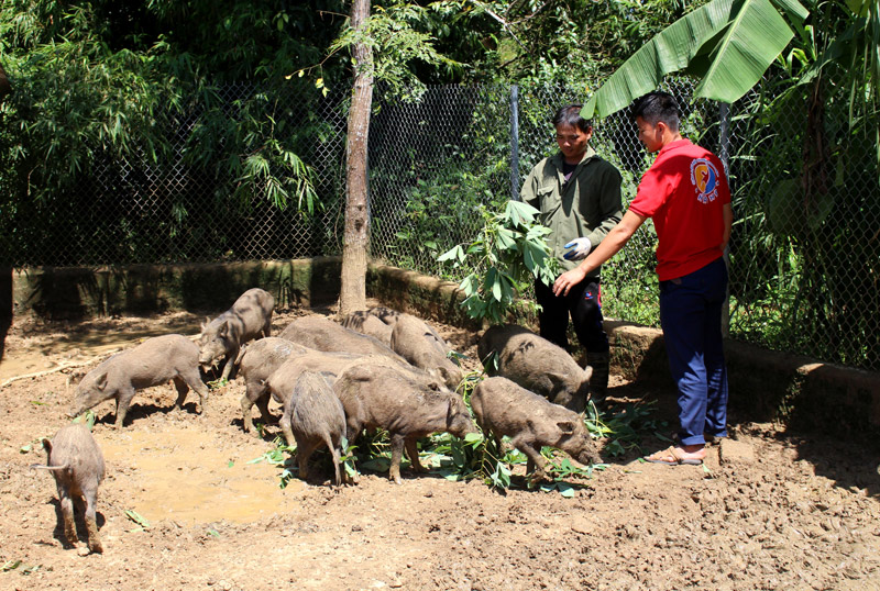 Đàn lợn rừng của anh Nam (áo xanh), được chăn thả tự nhiên.