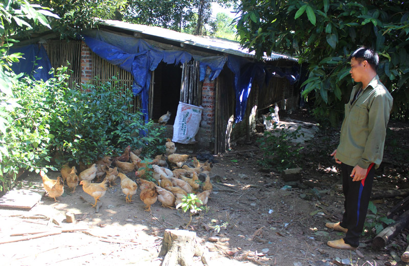 Bên cạnh mô hình nuôi lợn rừng Thái Lan gia đình anh còn nuôi gà thả đồi để nâng cao thu nhập kinh tế gia đình
