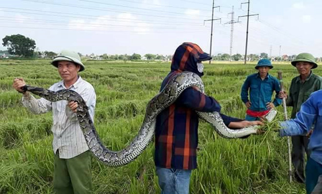 Con trăn dài 2,5 m được người dân phát hiện và vây bắt trong lúc gặt lúa đã được thả về tự nhiên. Ảnh: Q. An.