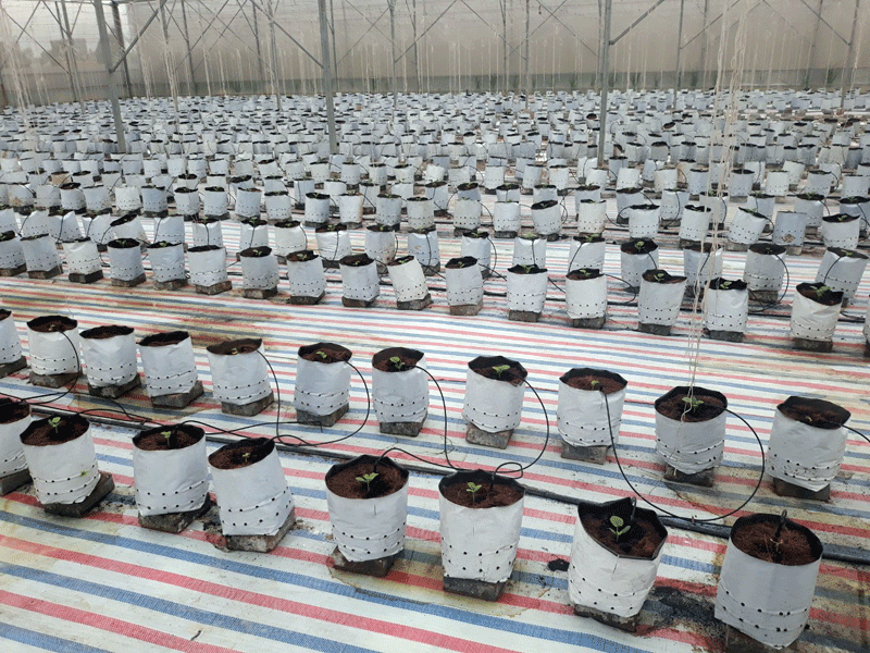 Hơn 1.000 giá thể trồng dưa lưới đã đưa vào nhà màng để đảm bảo cho vụ dưa năm nay.