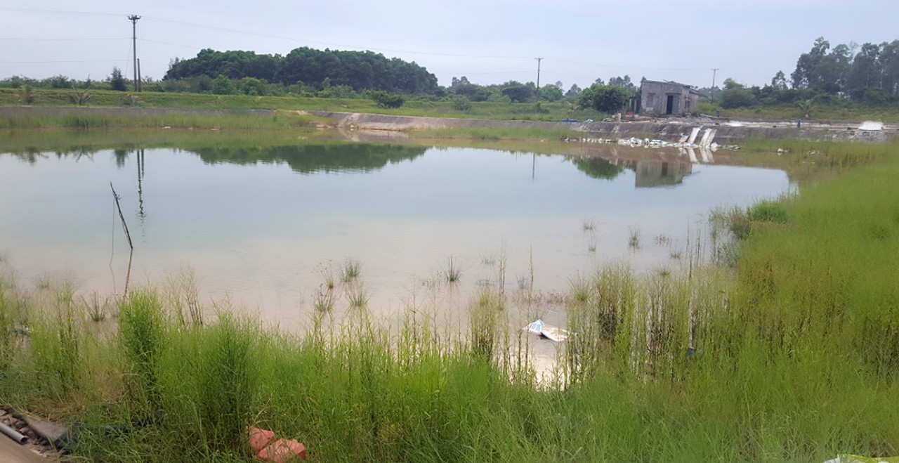 khu vực ao nuôi tôm của ông Ngô Văn Diện bỏ dở cho cỏ mọc um tùn khi đang đầu tư hạ tầng