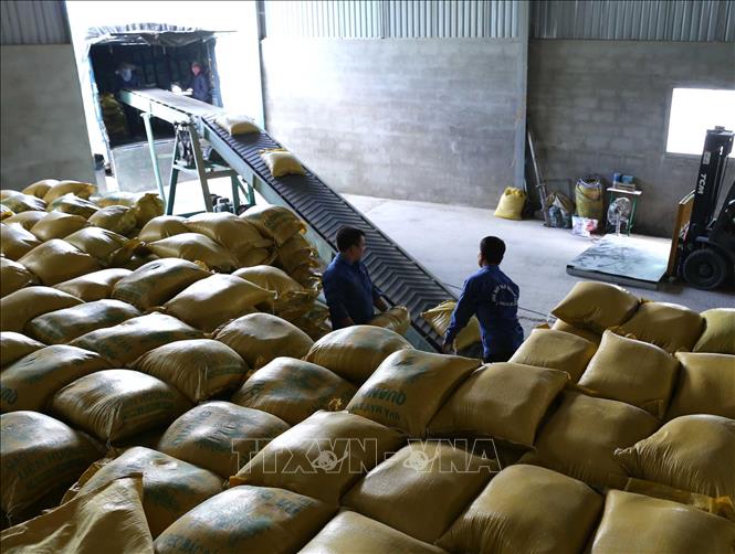 Vận chuyển gạo xuất khẩu tại Doanh nghiệp tư nhân Chế biến nông sản Quang Vũ, xã Phước Lộc, huyện Tuy Phước, tỉnh Bình Định. Ảnh: Vũ Sinh/TTXVN