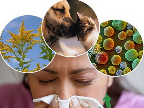 Người bệnh hen và viêm mũi dị ứng nên tránh xa các dị nguyên gây bệnh.