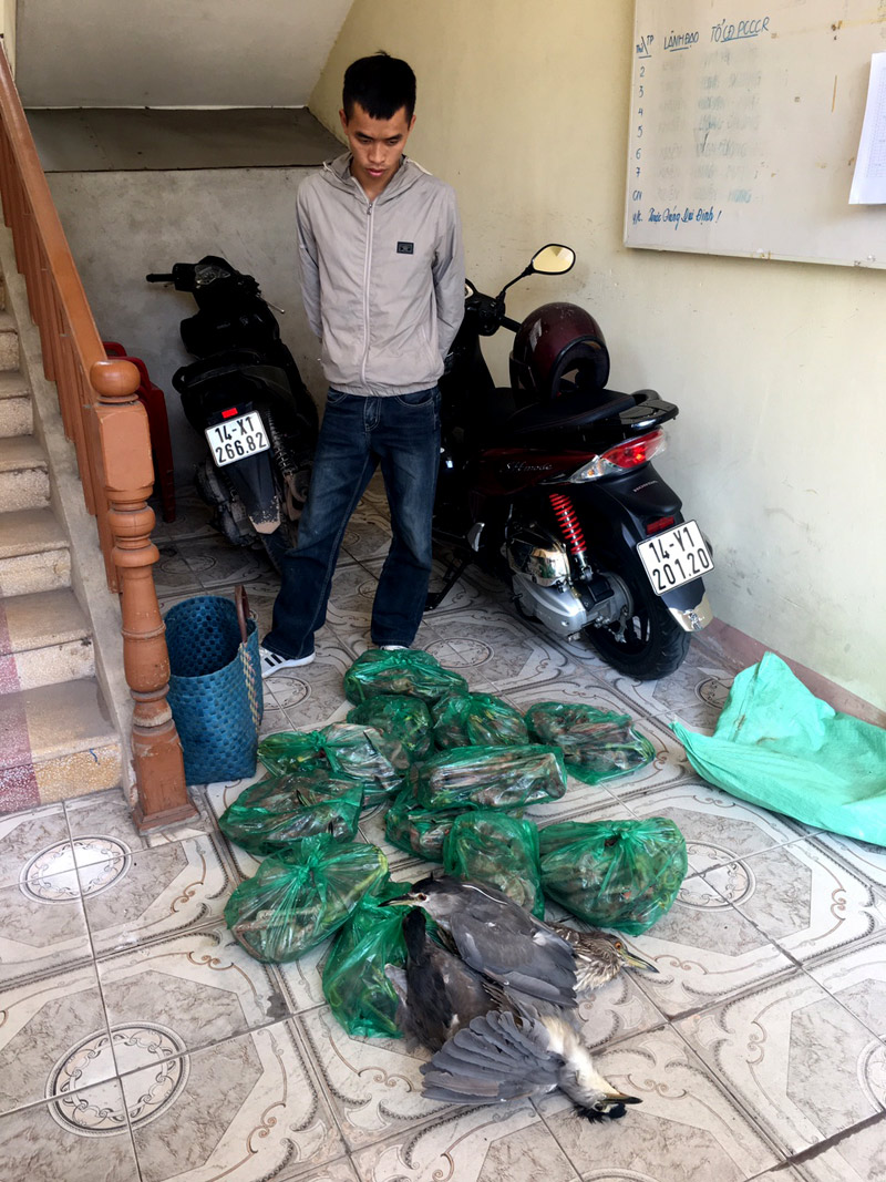 64 cá thể chim vạc hầu hết đã qua sơ chế để động lạnh bị lực lượng chức năng tỉnh Quảng Ninh bắt giữ, xử lý.