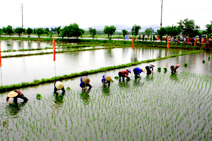 Chị em nông dân xã Điền Công - TP Uông Bí cấy lúa.