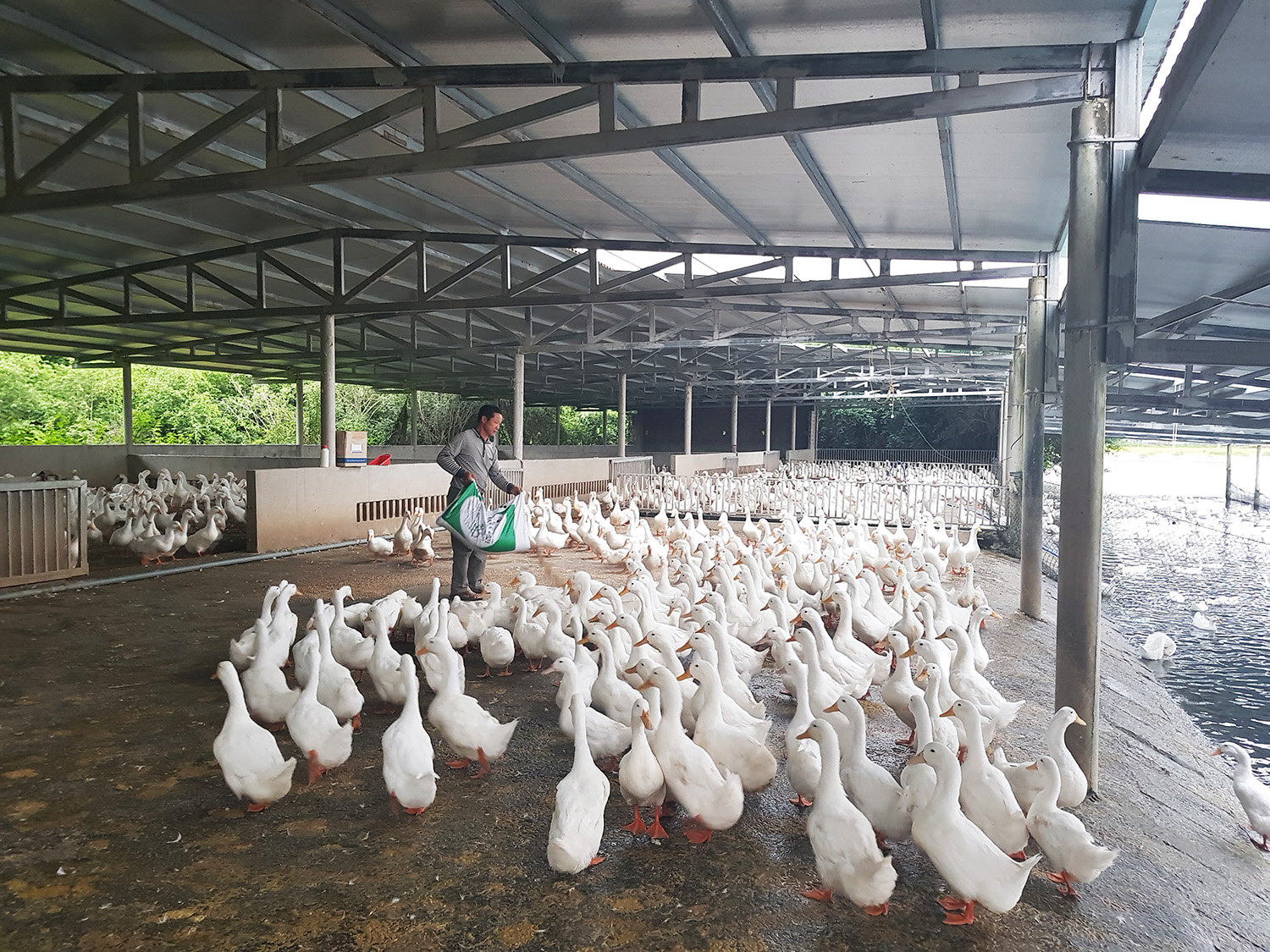 Cơ sở sản xuất con giống và phân phối thức ăn gia súc, gia cầm Cường Liên được mở rộng quy mô.