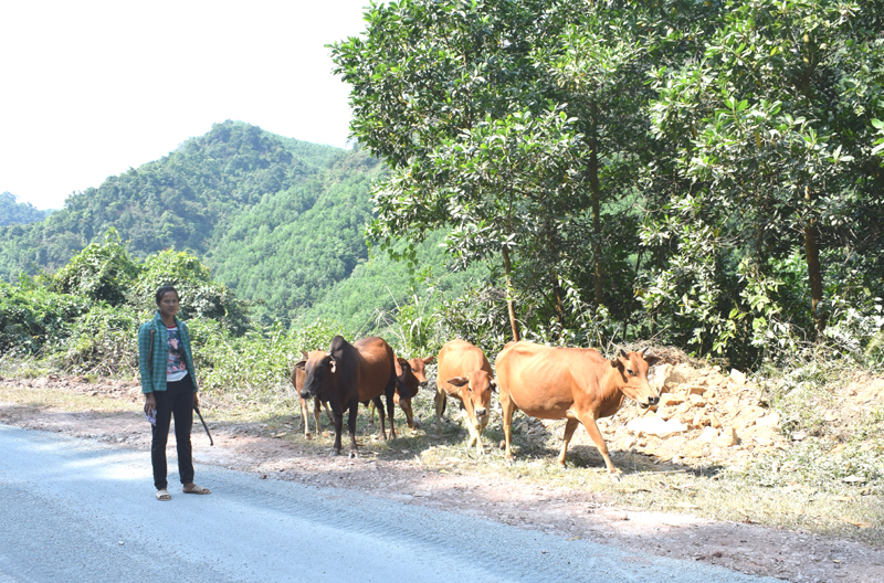 Từ con bò được hỗ trowjban đầu, chi Hai thôn Loong Toỏng, xã Thanh Sơn đã vay mượn thêm để phát triển đàn bò