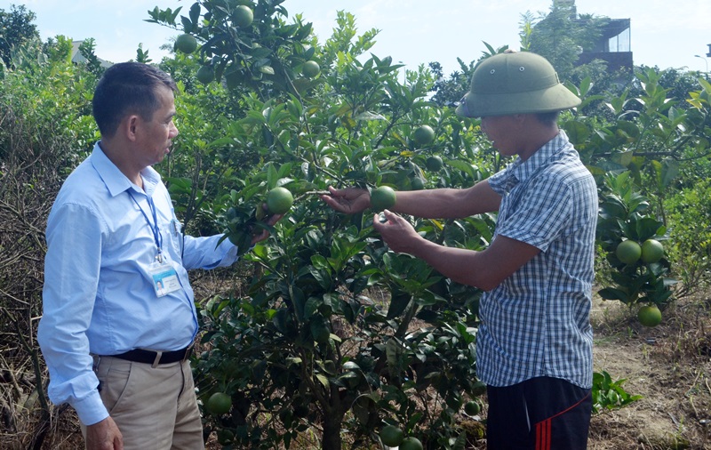 Cán bộ HND xã Quảng Chính huyện Hải Hà, thăm mô hình trồng cam V2 của Hội viên nông dân.