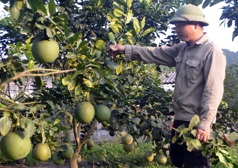 Đào Hữu Tỉnh, Giám đốc HTX Tỉnh Thanh (xã Dân Chủ, huyện Hoành Bồ) mô hình điểm trong liên kết các hộ trồng buổi da xanh.