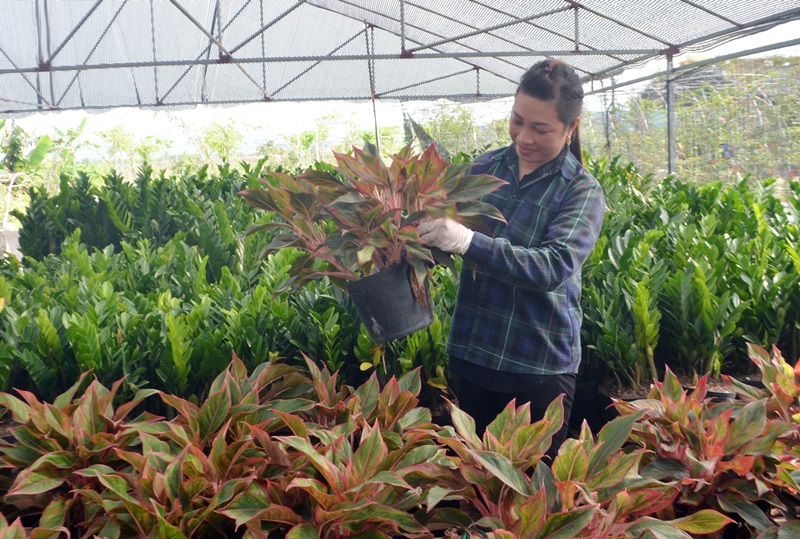 Chị Lương Thị Vân, khu 12, phường Việt Hưng, hộ nông dân sản xuất kinh doanh giỏi với mô hình trồng hoa cây, cảnh đem lại hiệu quả kinh tế cao.
