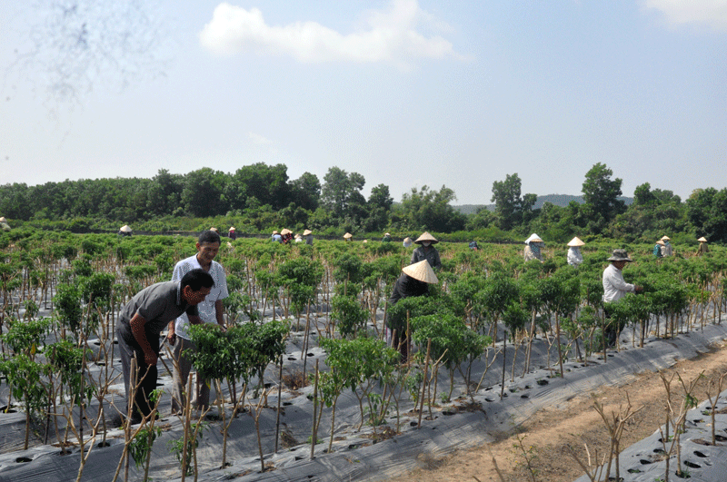 Mô hình trồng ớt xuất khẩu tại thôn Làng Y, xã Đại Bình