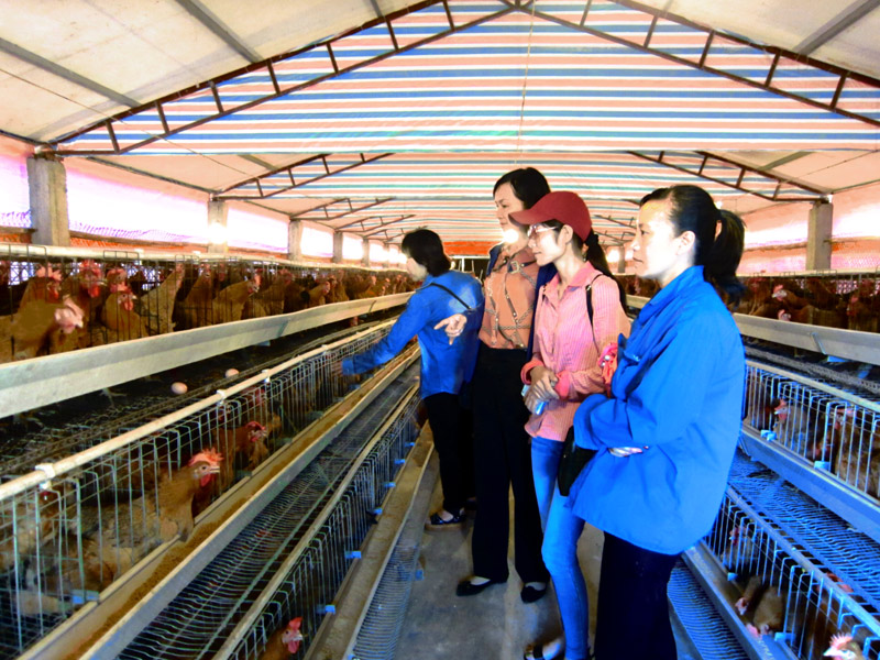 Công đoàn Công ty CP Than Núi Béo đã tổ chức đưa 20 nữ công nhân lao động có hoàn cảnh khó khăn của Công ty tới Tiên Yên tham quan học hỏi kinh nghiệm nuôi gà Tiên Yên